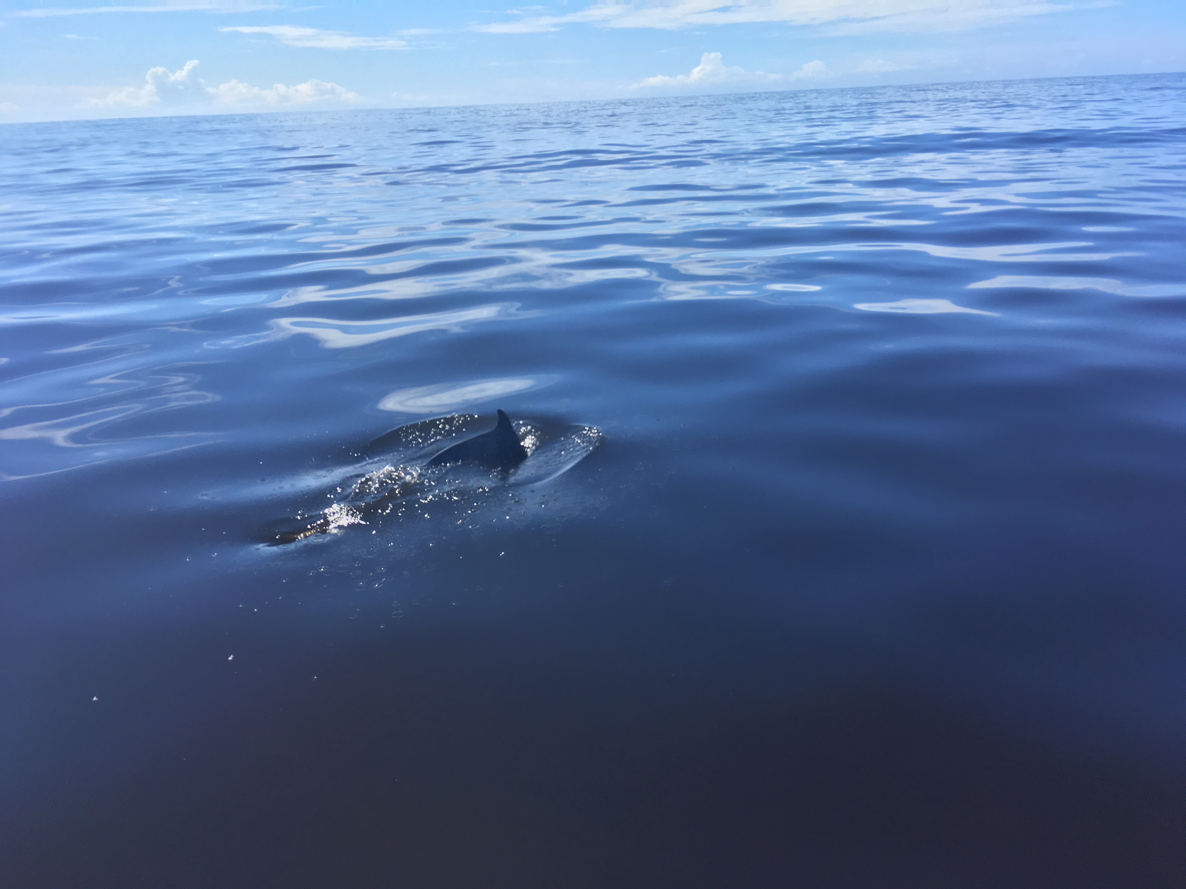 2F686F7E-AD3D-406E-B49F-72FB72F6CDBF