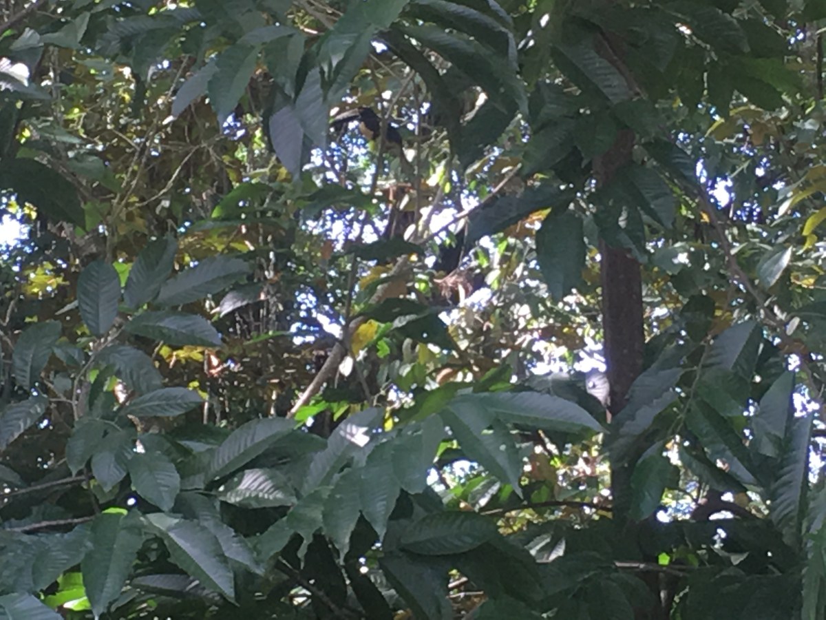 36CCA053-FE0F-47A9-B0DA-5384CCFD0DF4